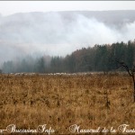 1 Aprilie 1941: Masacrul de la Fantana Alba. Marturii: Basarabia-Bucovina.Info prezinta un video si fotografii de la locul Katyn-ului romanesc